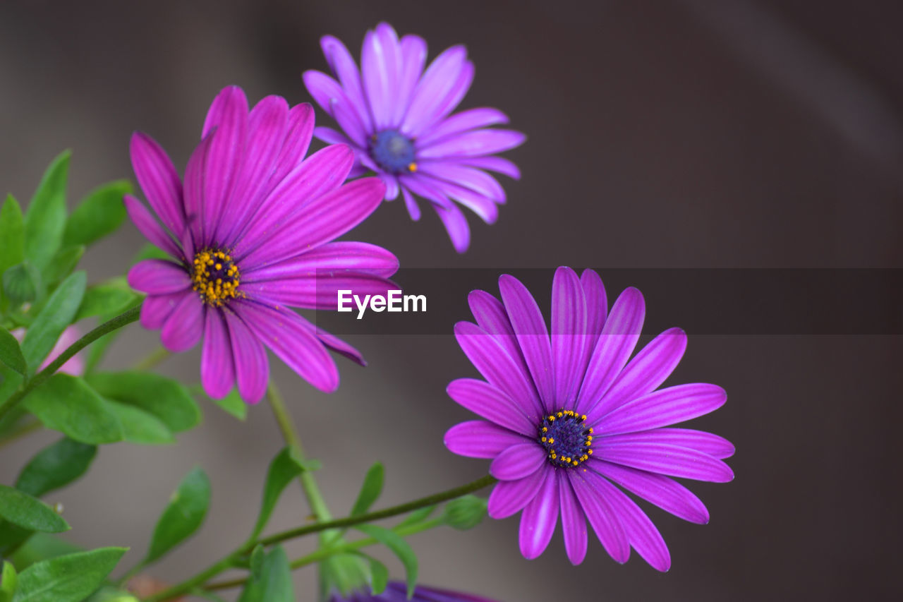 CLOSE-UP OF PINK FLOWER