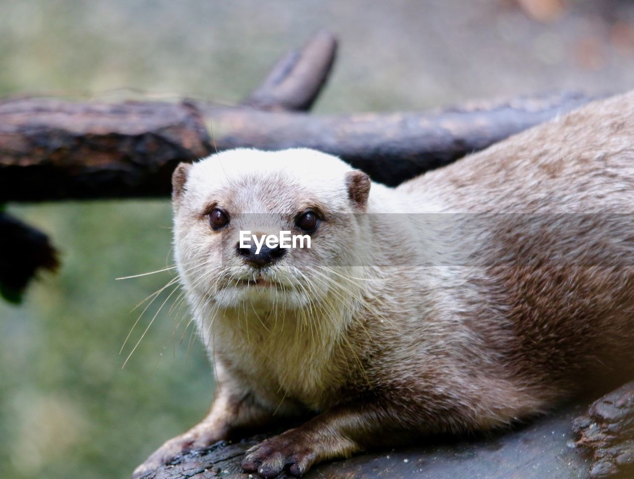 Portrait of otter