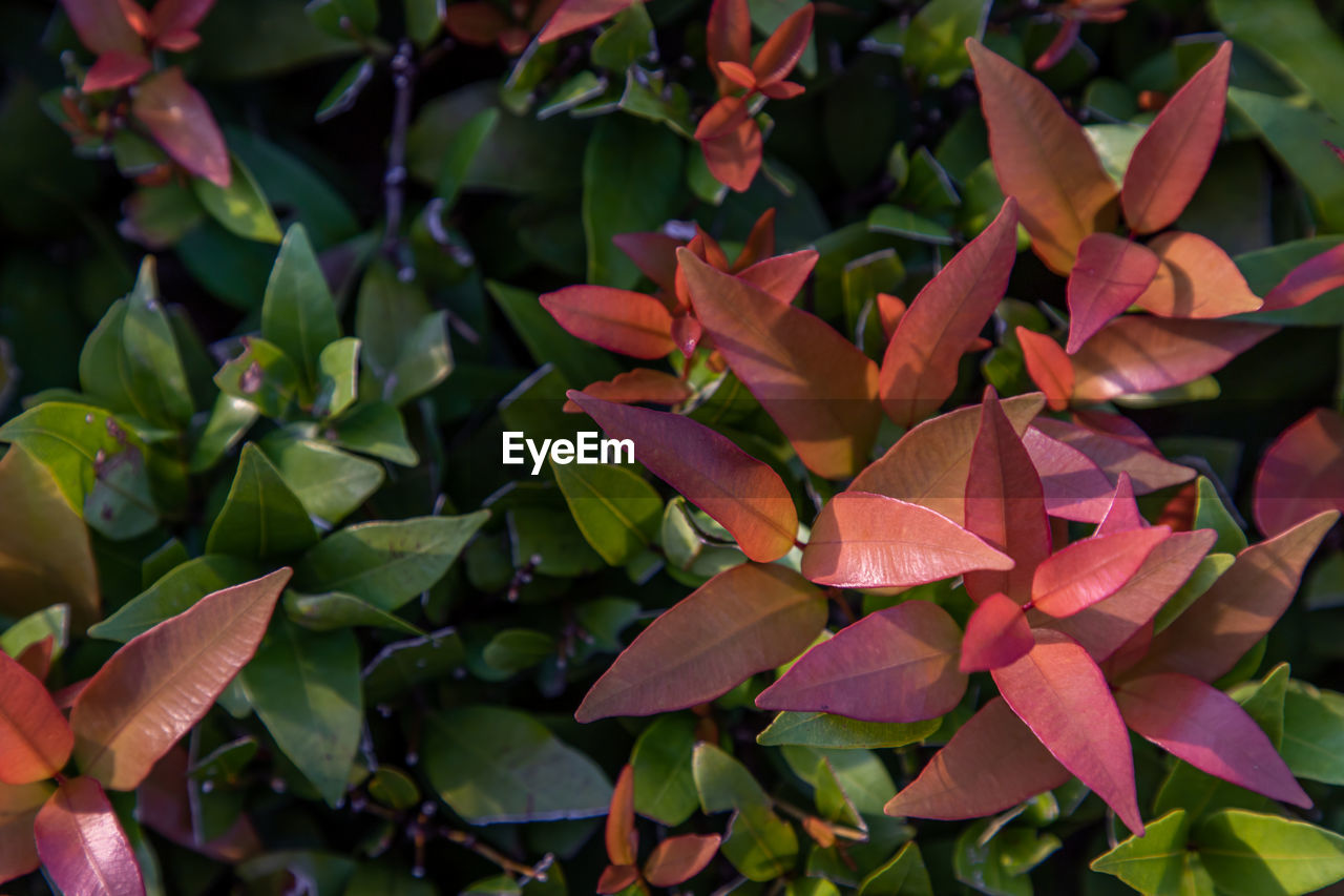 CLOSE-UP OF RED FLOWERING PLANT