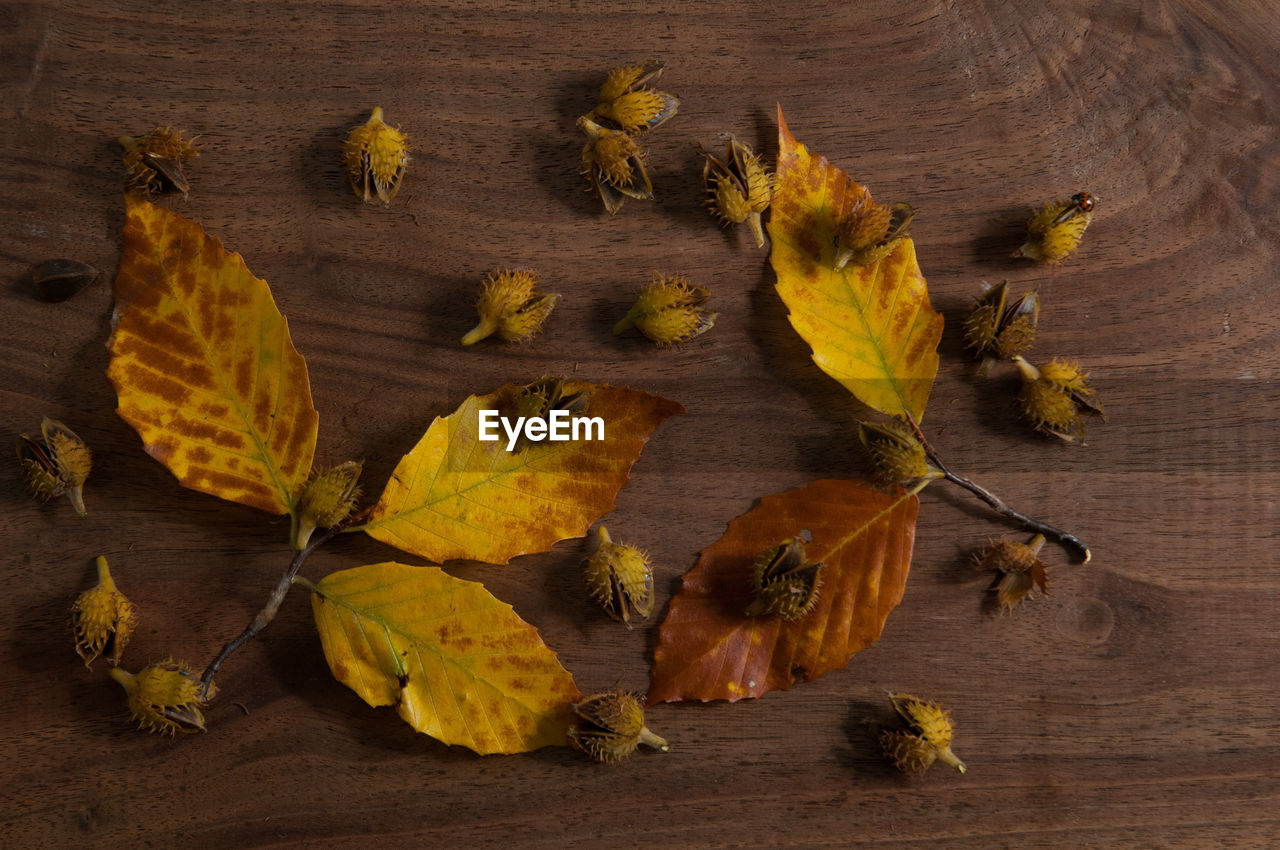 High angle view of dry maple leaves