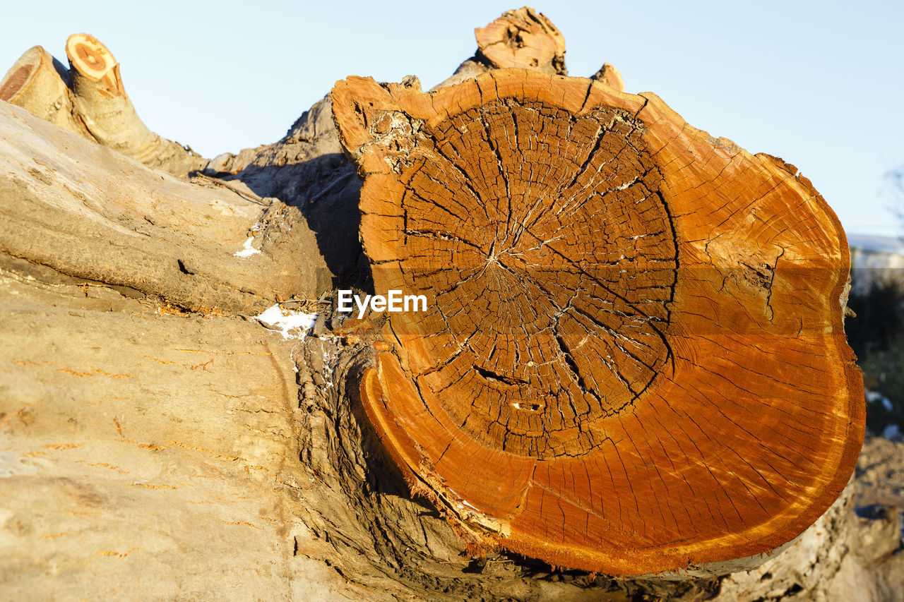 VIEW OF TREE STUMP