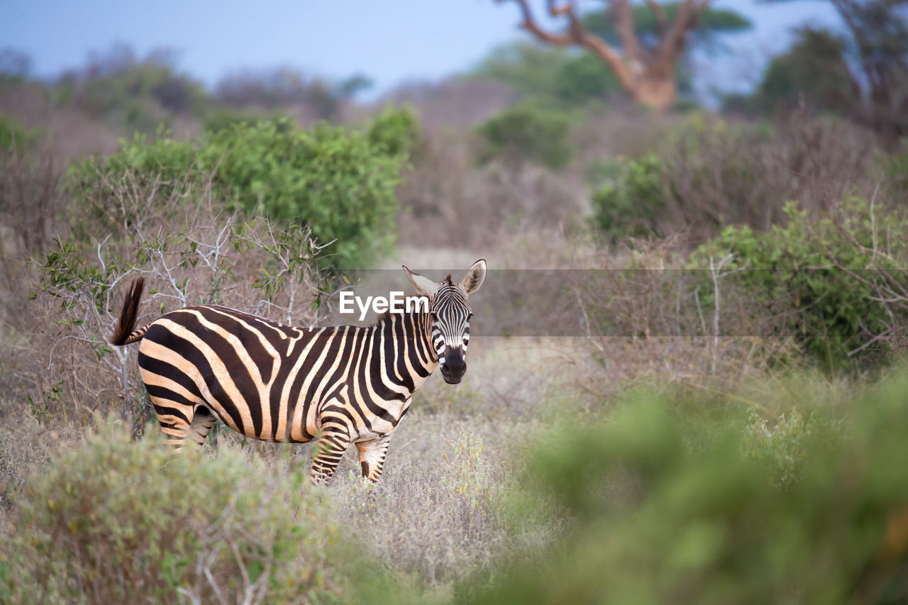 VIEW OF A ZEBRA ON FIELD