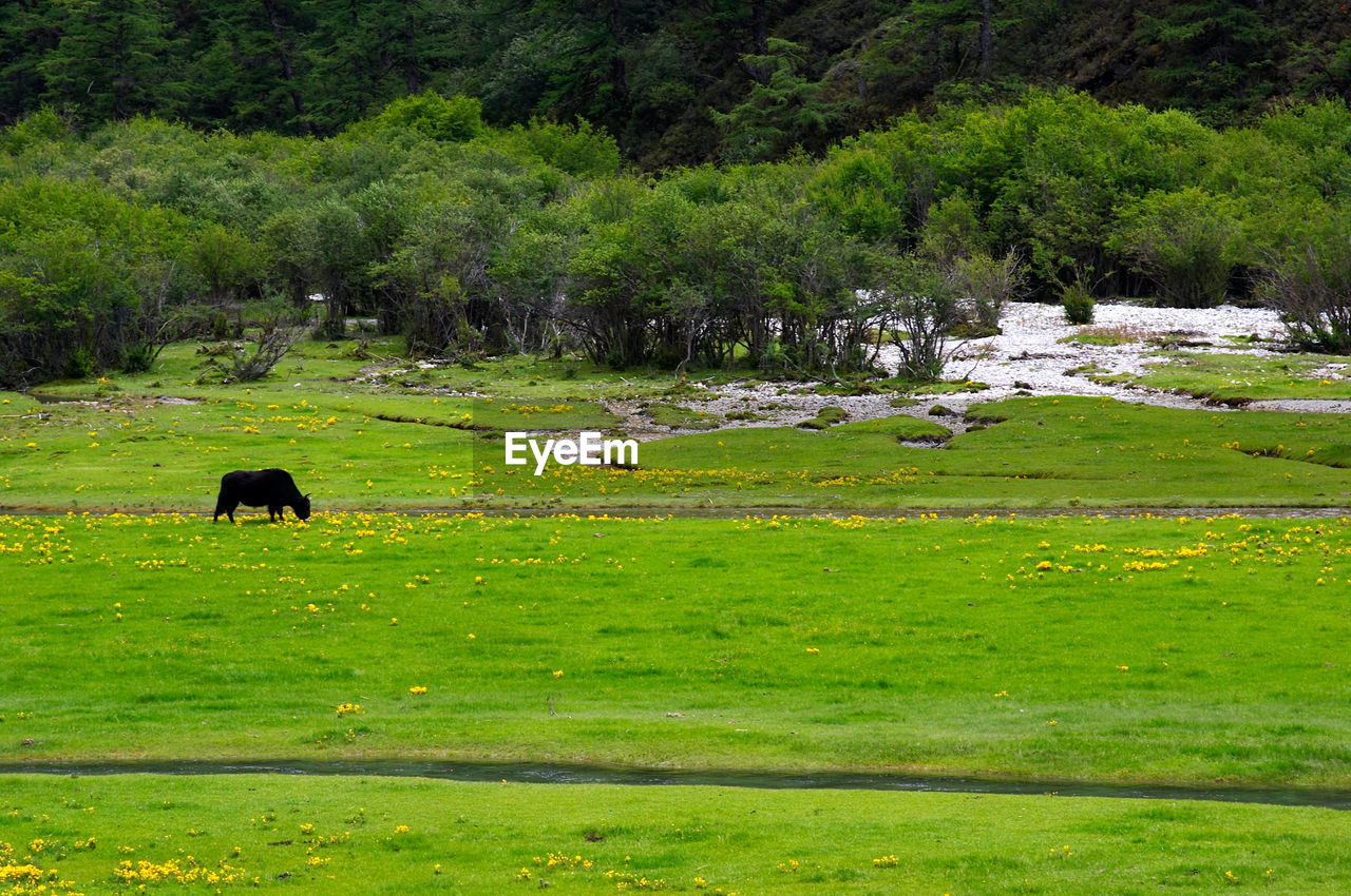 SHEEP GRAZING ON GRASSY FIELD