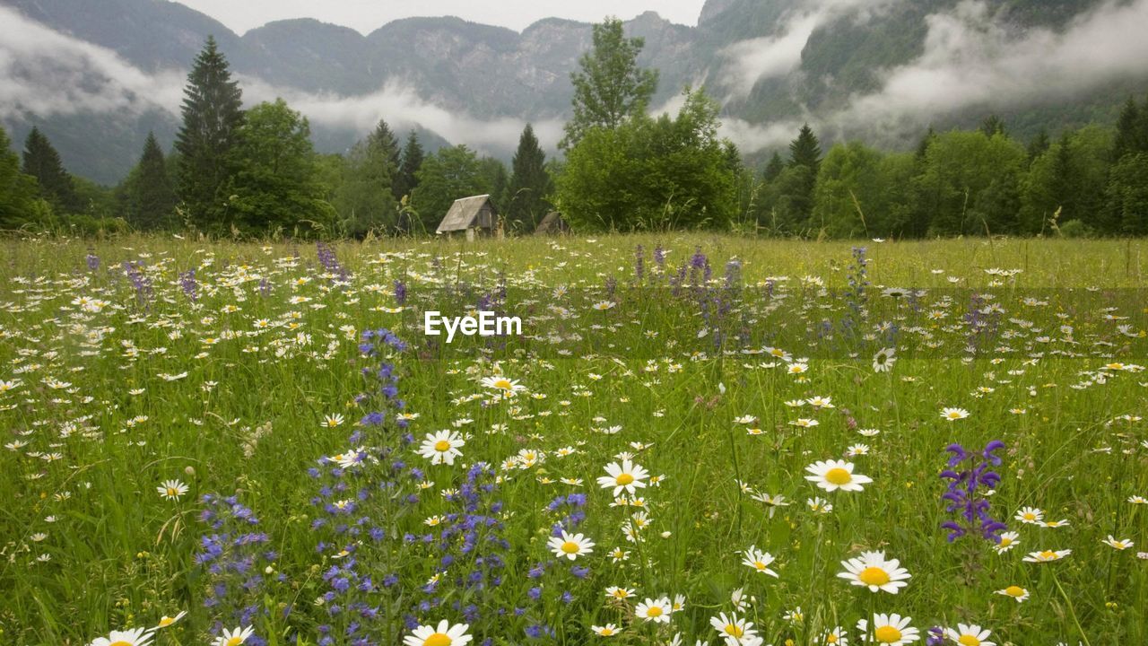 scenic view of flowering plants on field against mountain