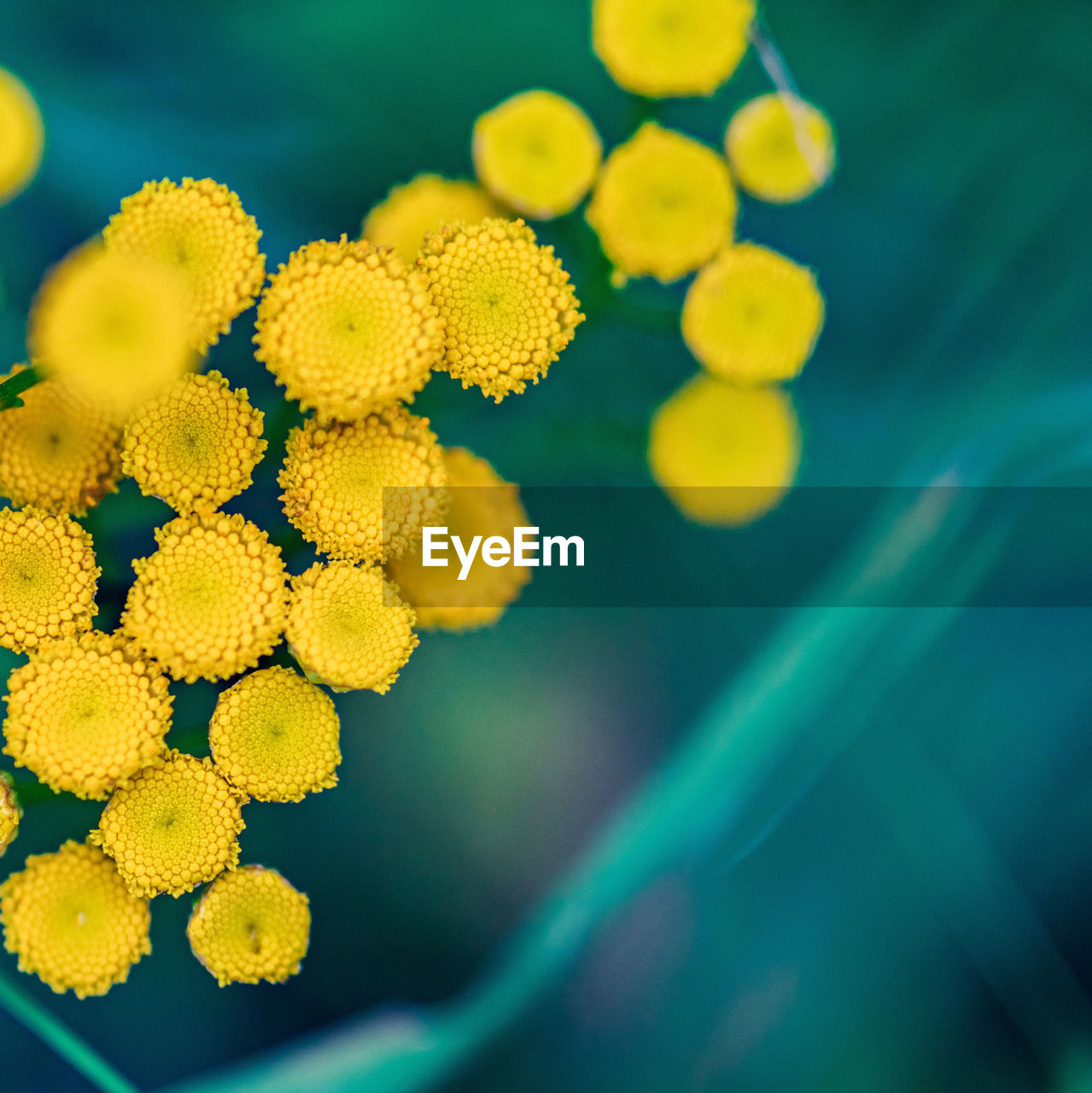 Close-up of yellow flowering plant