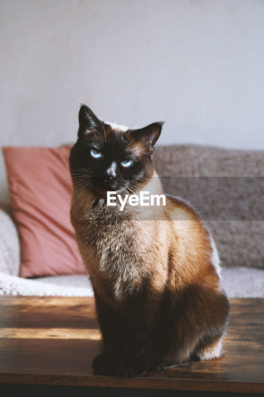 Cat sitting on table at home
