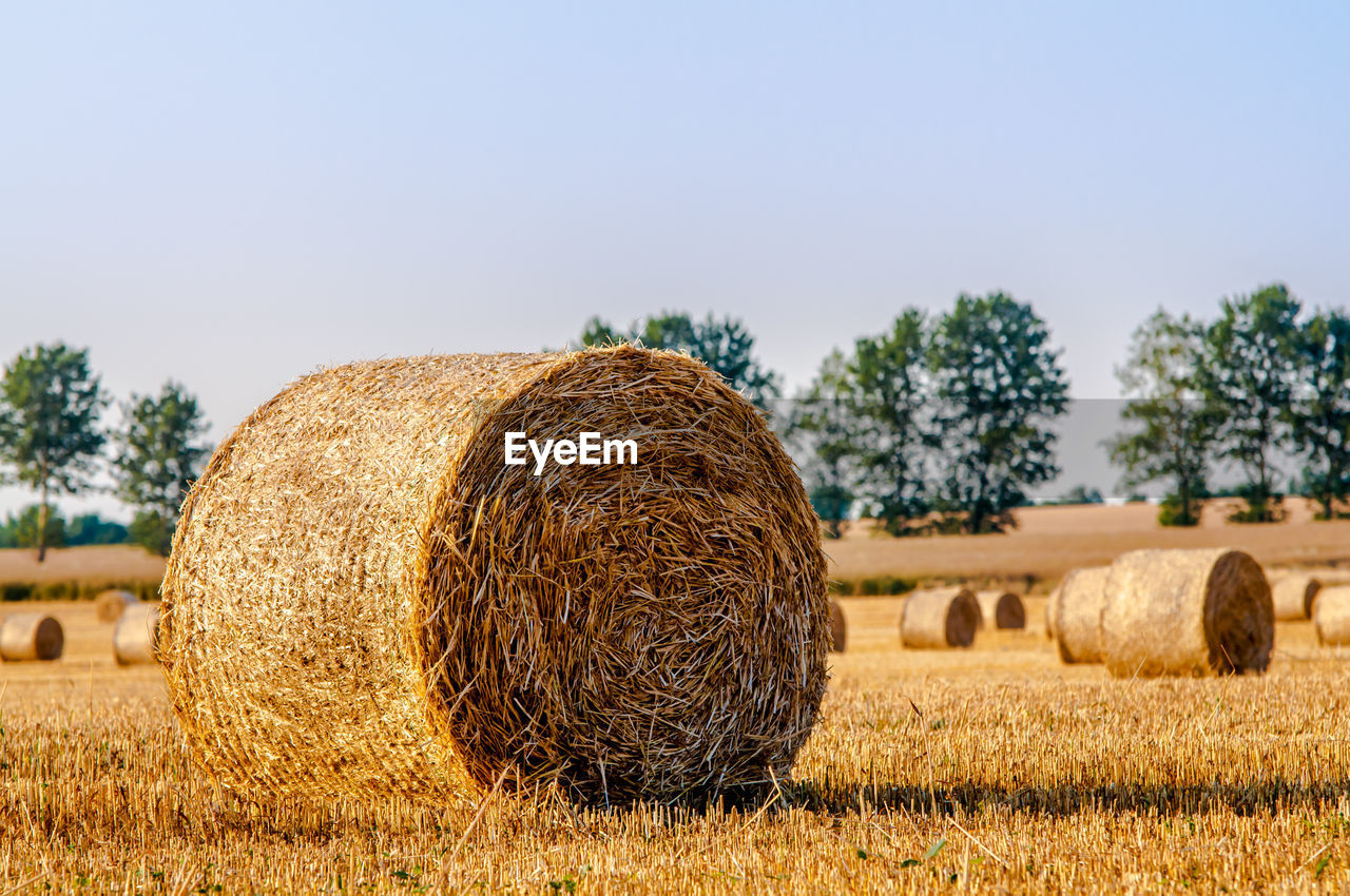 Hay bales on land against sky