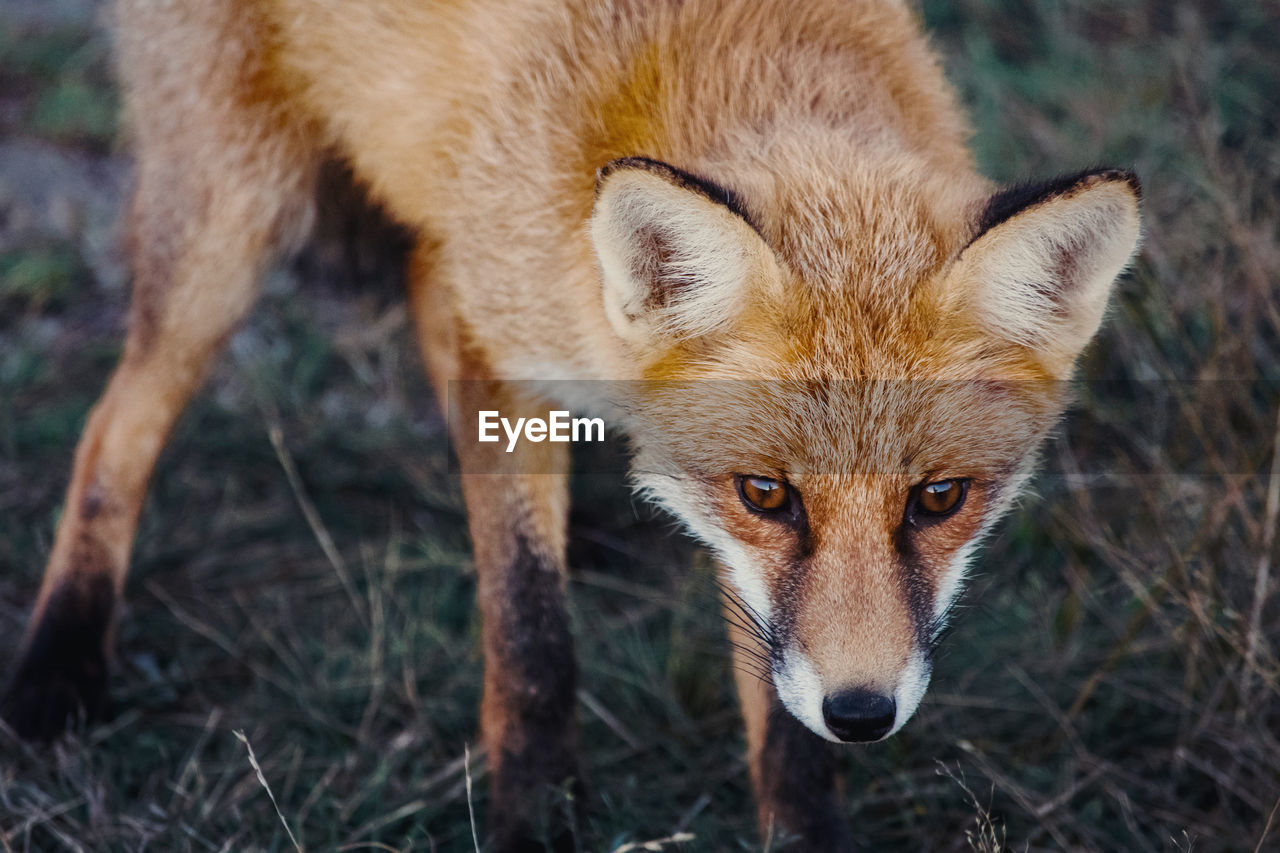 Autumn portrait of a wild fox