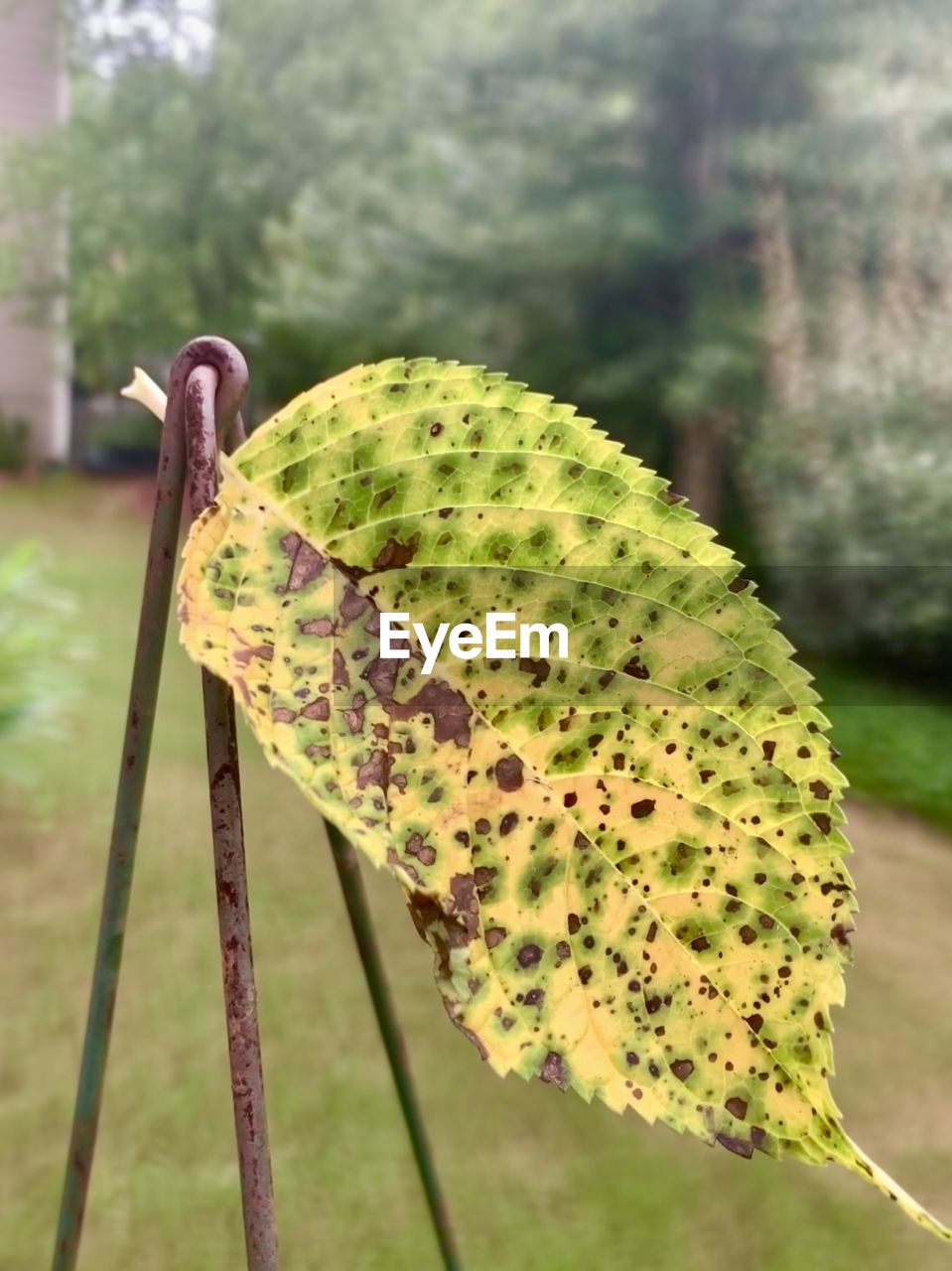 CLOSE-UP OF GREEN LEAF ON TREE