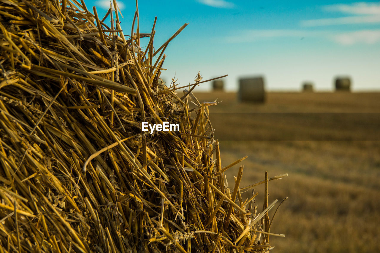 Cropped image of hay bale on field