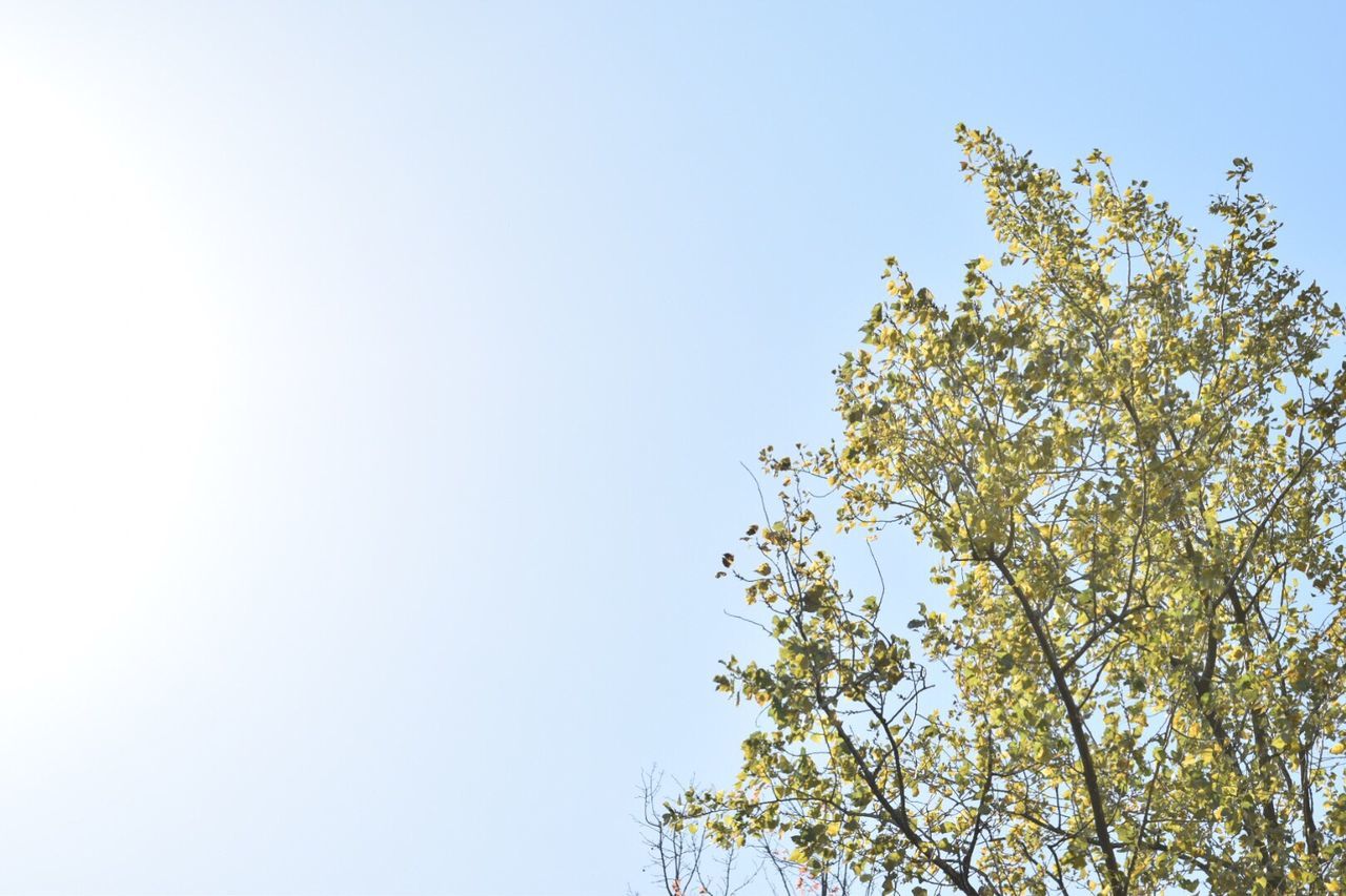 LOW ANGLE VIEW OF TREES AGAINST SKY