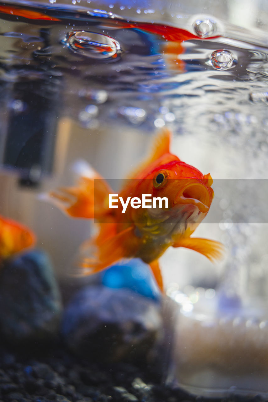 Close-up of fish swimming in sea