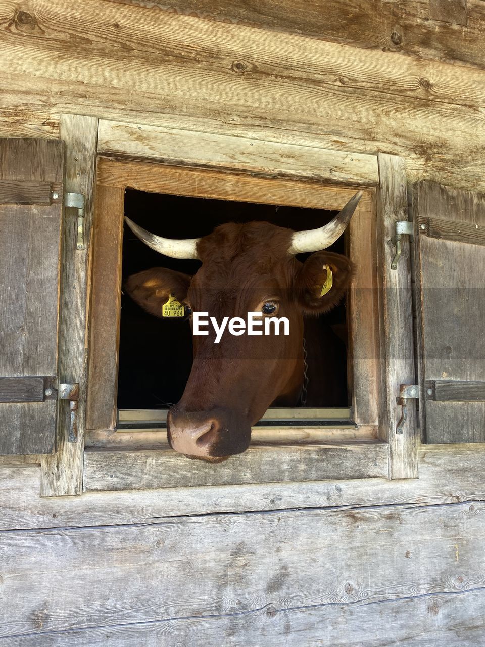 COW SEEN THROUGH OPEN WINDOW