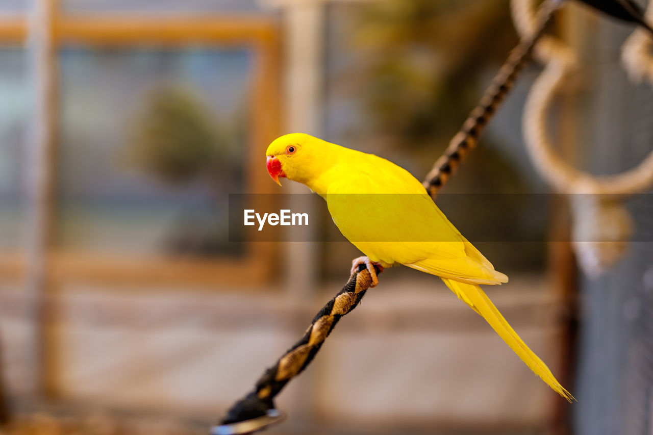 CLOSE-UP OF PARROT PERCHING ON YELLOW FLOWER