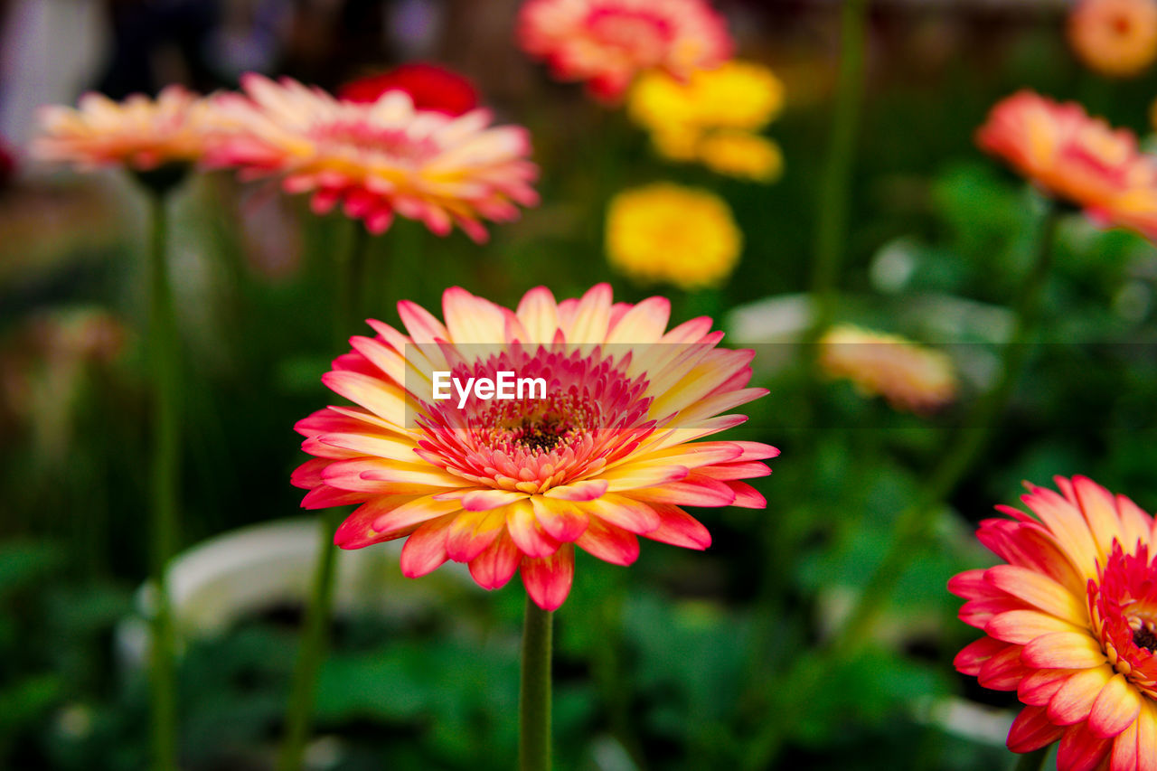 CLOSE-UP OF PINK COSMOS FLOWER