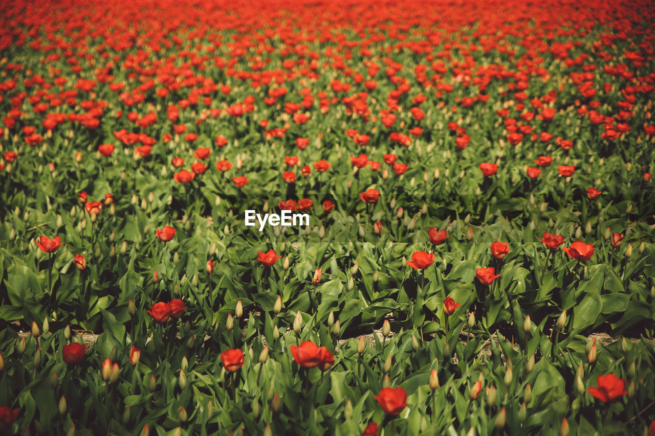 Full frame shot of red flowers growing in field