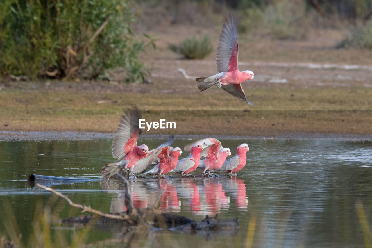 BIRDS FLYING OVER A LAKE