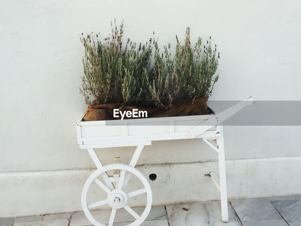 CLOSE-UP OF POTTED PLANT IN ROOM