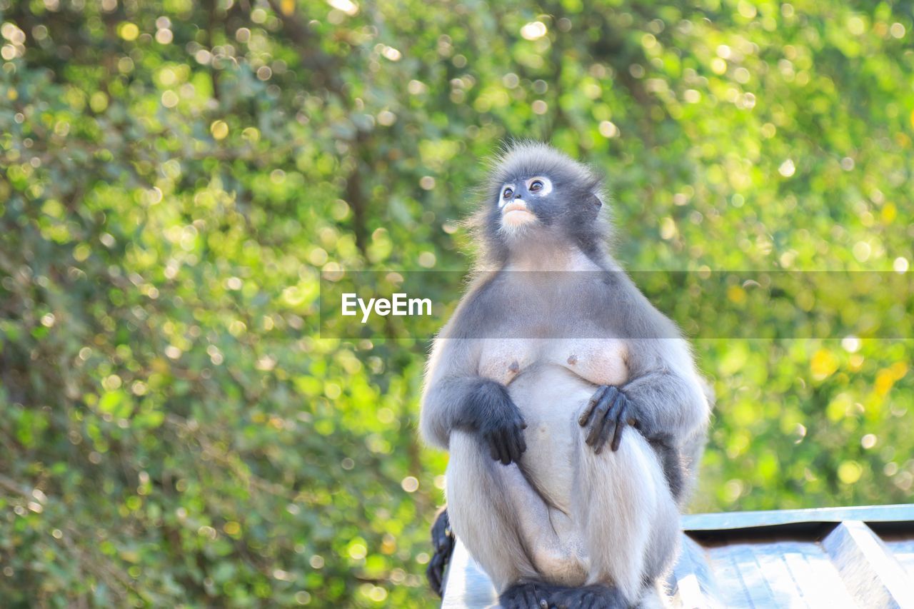 PORTRAIT OF MONKEY SITTING ON TREE TRUNK