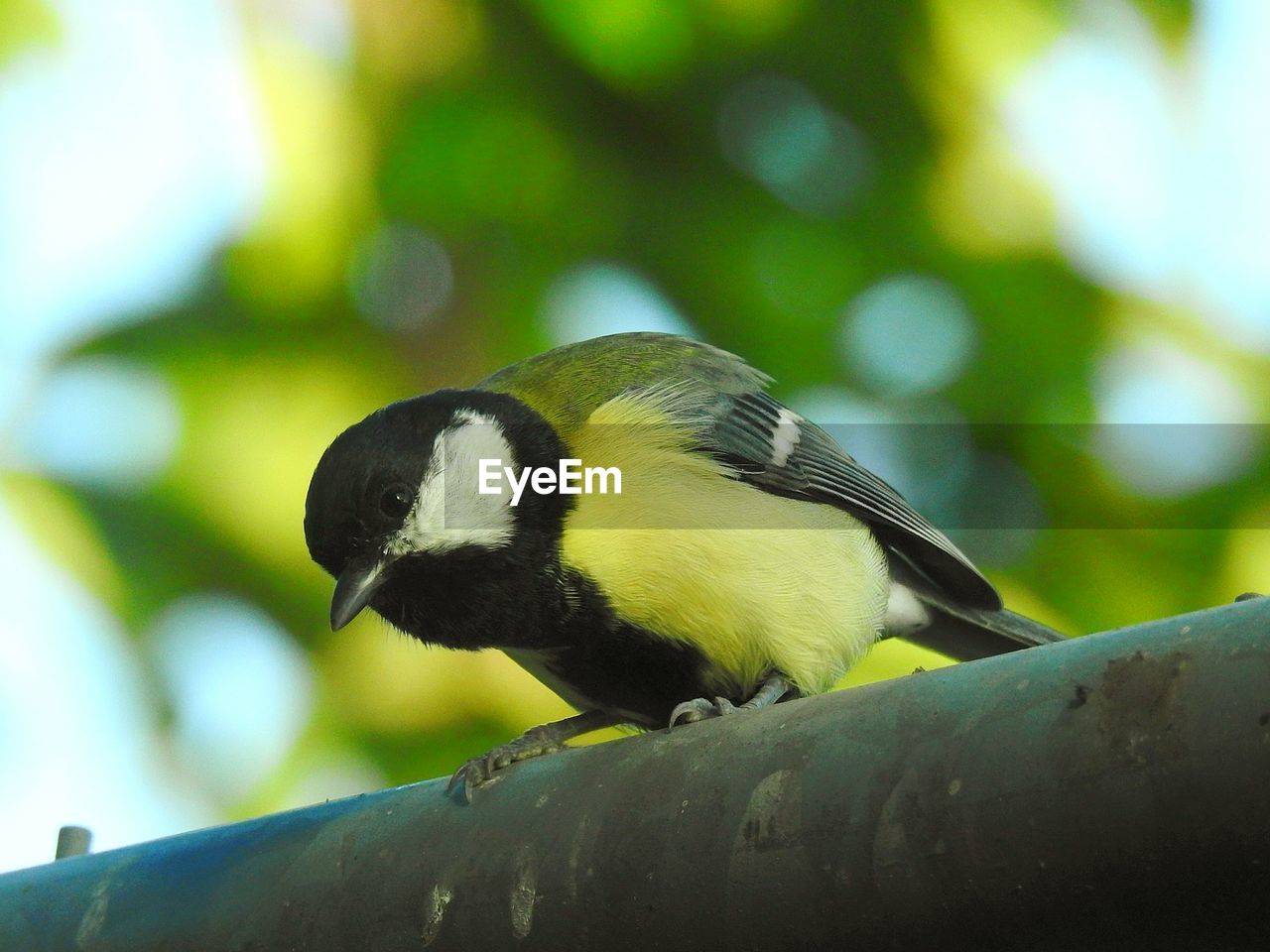 CLOSE-UP OF SPARROW PERCHING ON TREE