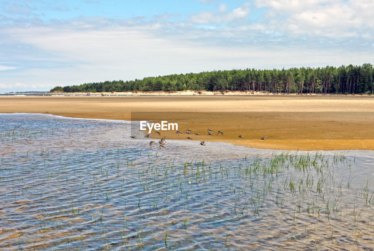 Common sandpiper, little sea birds flying and feeding on a lagoon, sand beach, dunes and forest