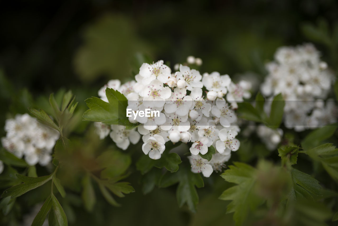 Close-up of white flowering plant