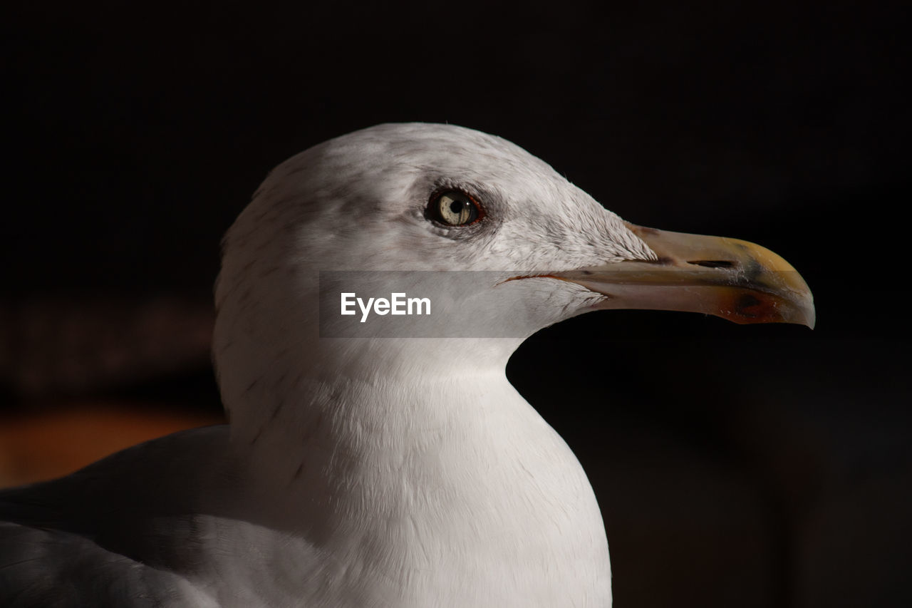 Close-up of seagull