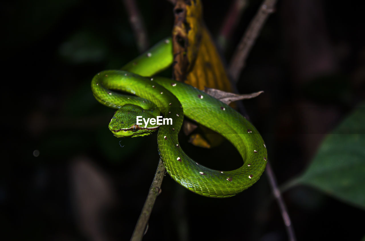 Bornean keeled green pit viper at night in sepilok forest in sabah, malaysia.