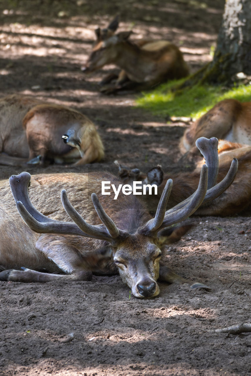 DEER RESTING ON A LAND