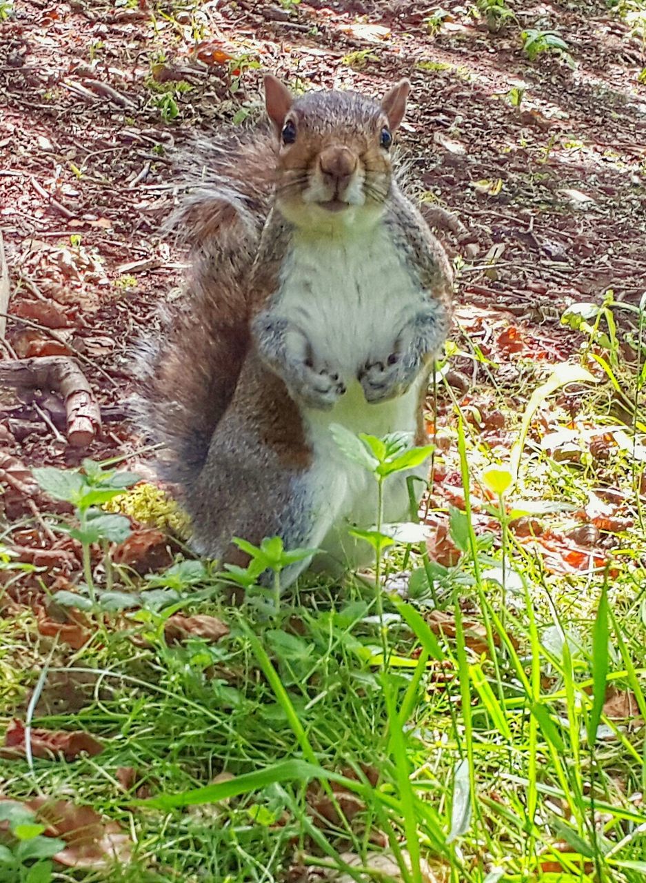 Squirrel on field