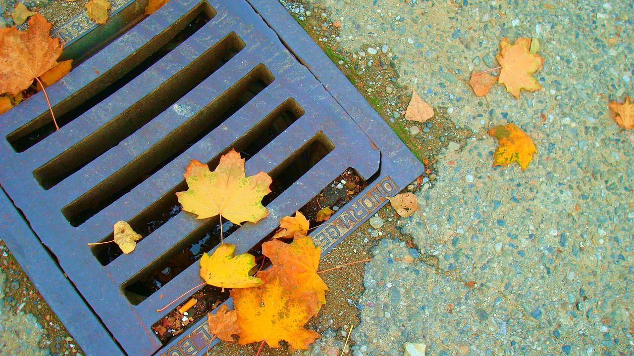 CLOSE-UP OF LEAVES ON GROUND