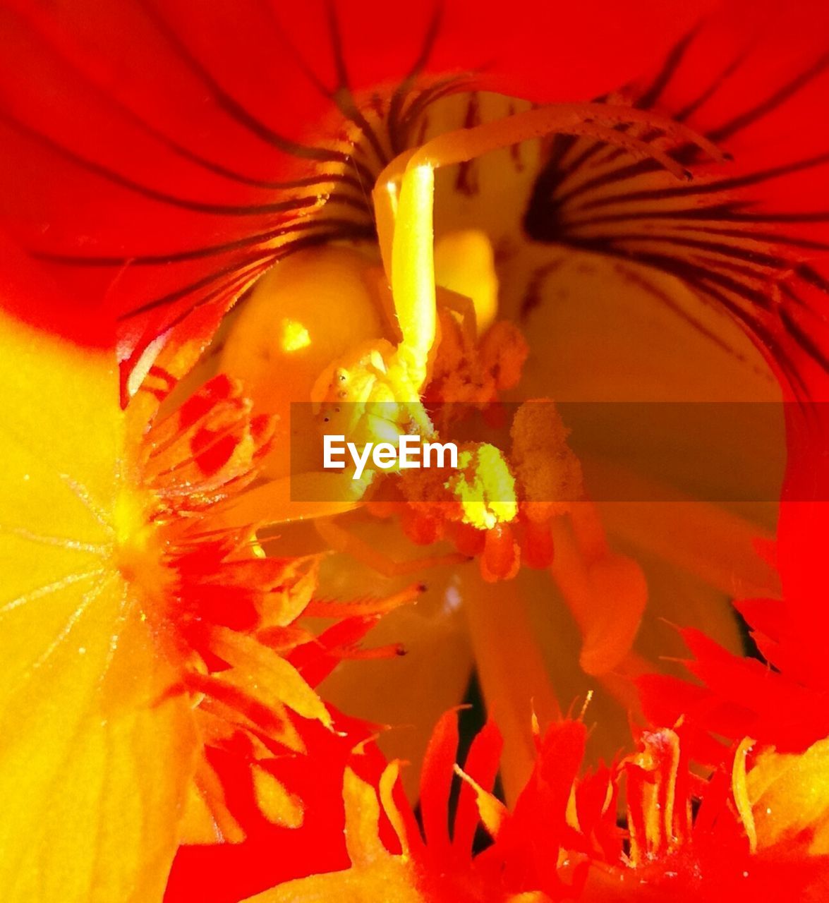 CLOSE-UP OF YELLOW FLOWER BLOOMING