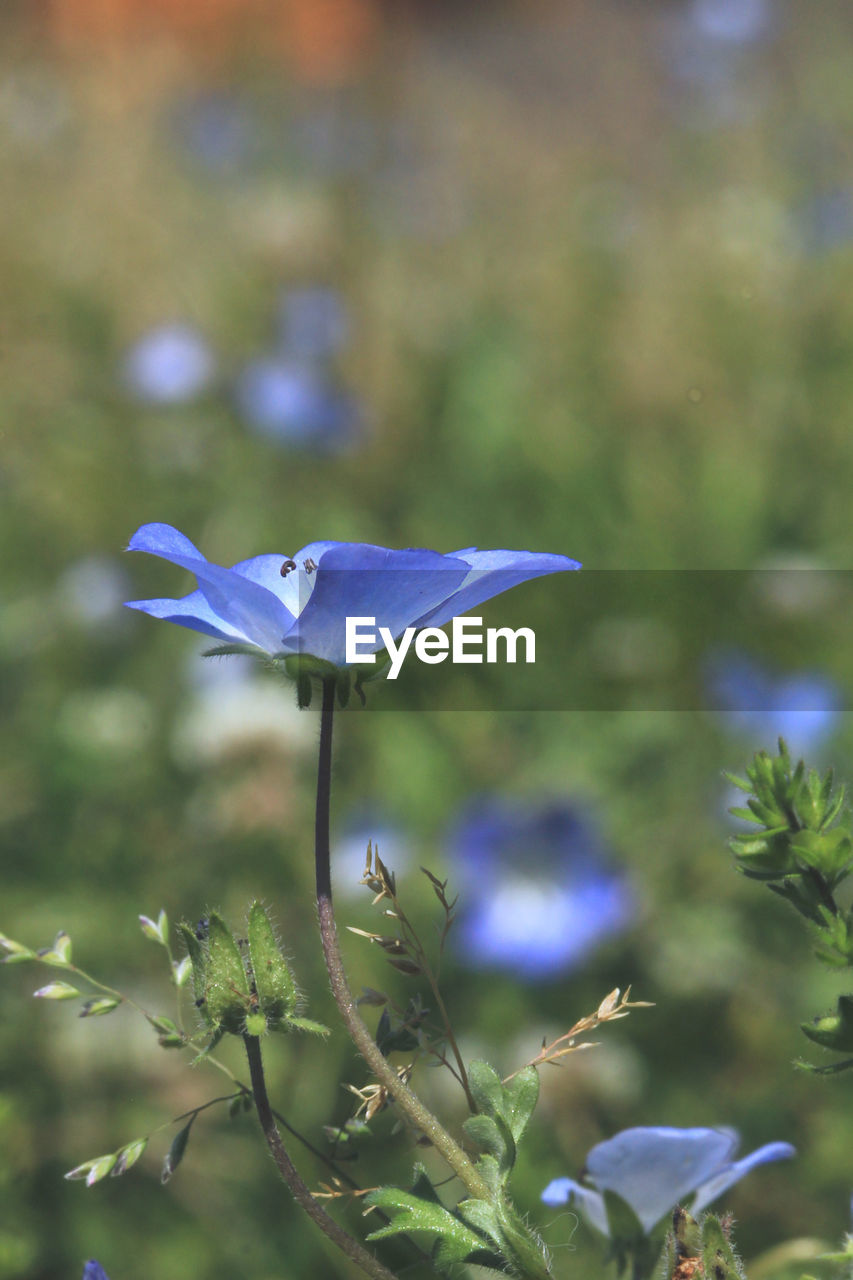 plant, nature, flower, meadow, flowering plant, wildflower, beauty in nature, focus on foreground, no people, blue, close-up, growth, harebell, freshness, outdoors, macro photography, day, purple, grass, green, fragility