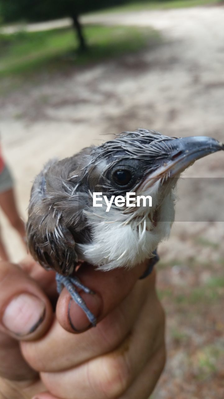 HAND HOLDING BIRD