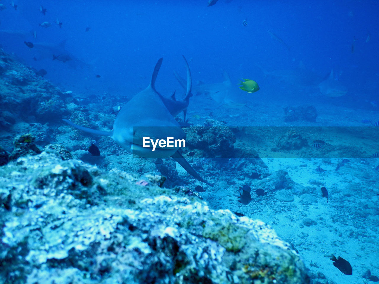 UNDERWATER VIEW OF FISH