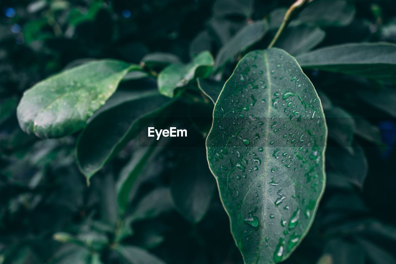 Close-up of wet leaves during rainy season