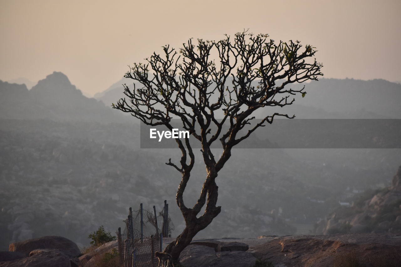 Tree and hill