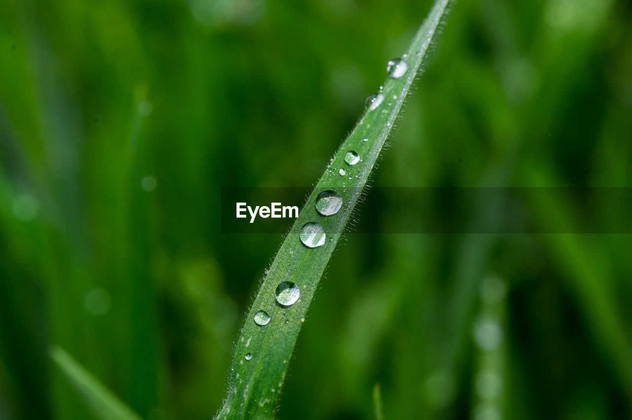 CLOSE-UP OF RAINDROPS ON LEAF