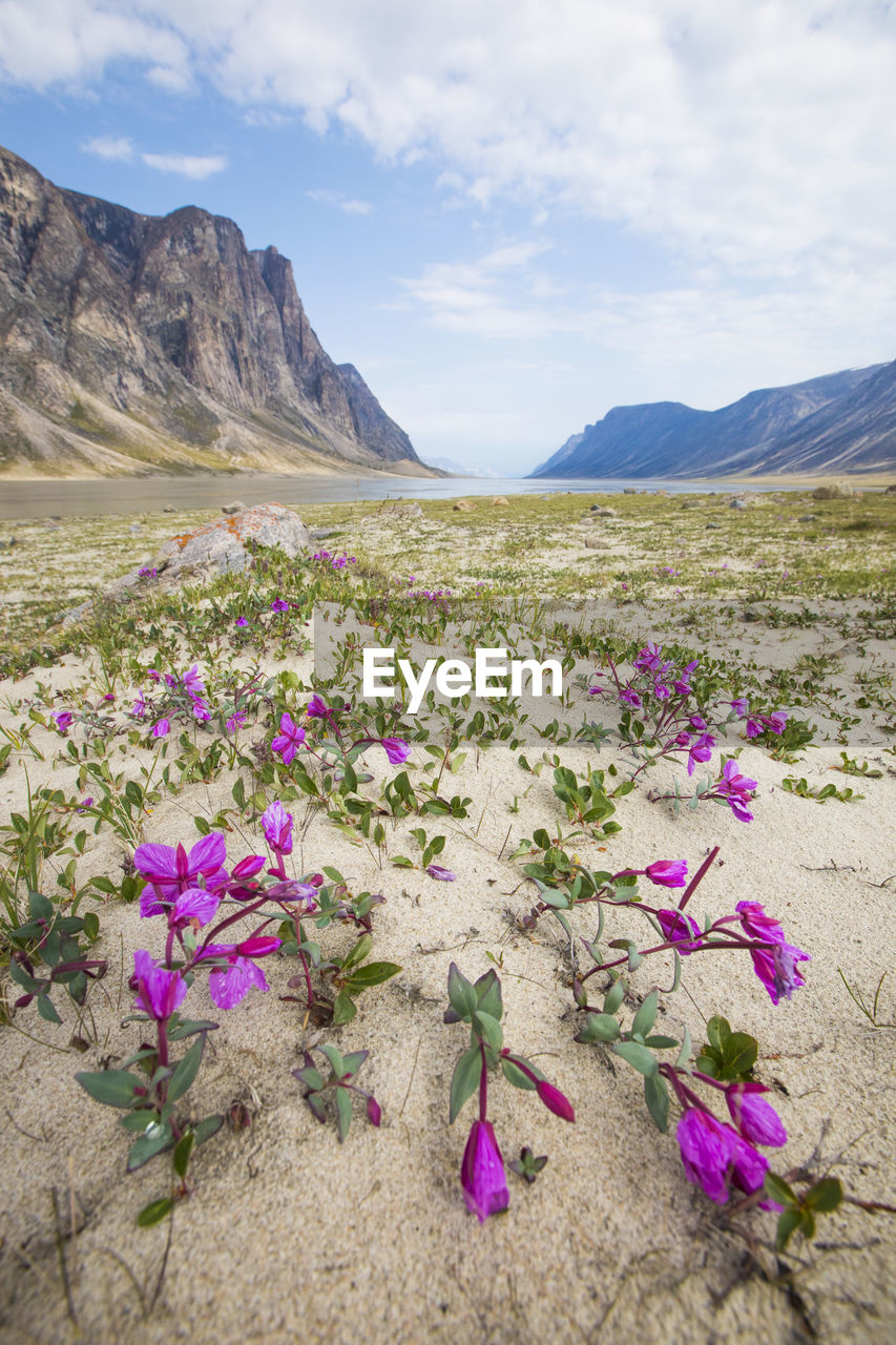 Purple flowers bloom in akshayak pass, auyuittuq national park.