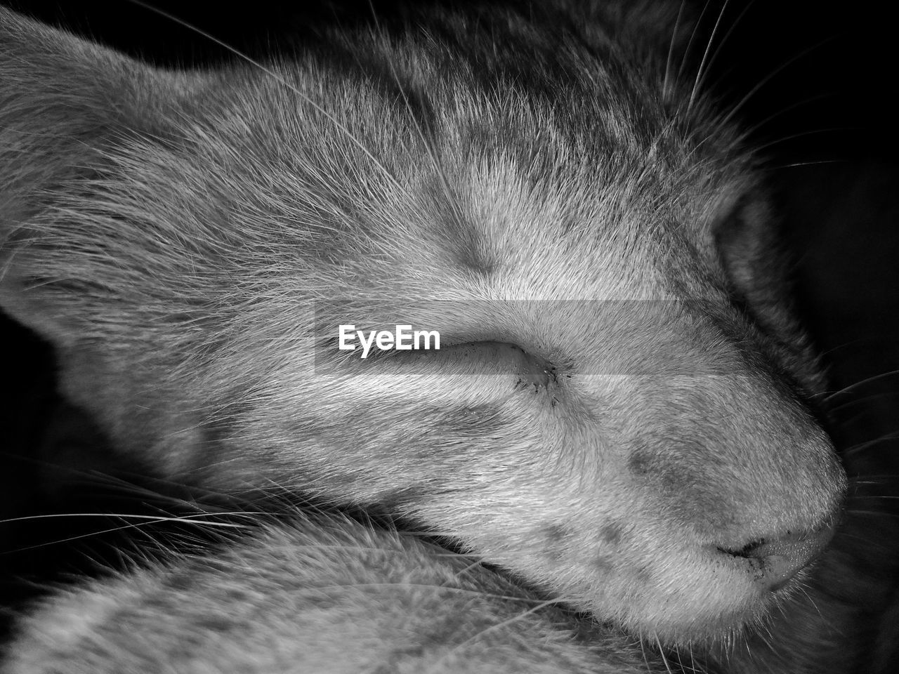 EXTREME CLOSE-UP OF CAT SLEEPING