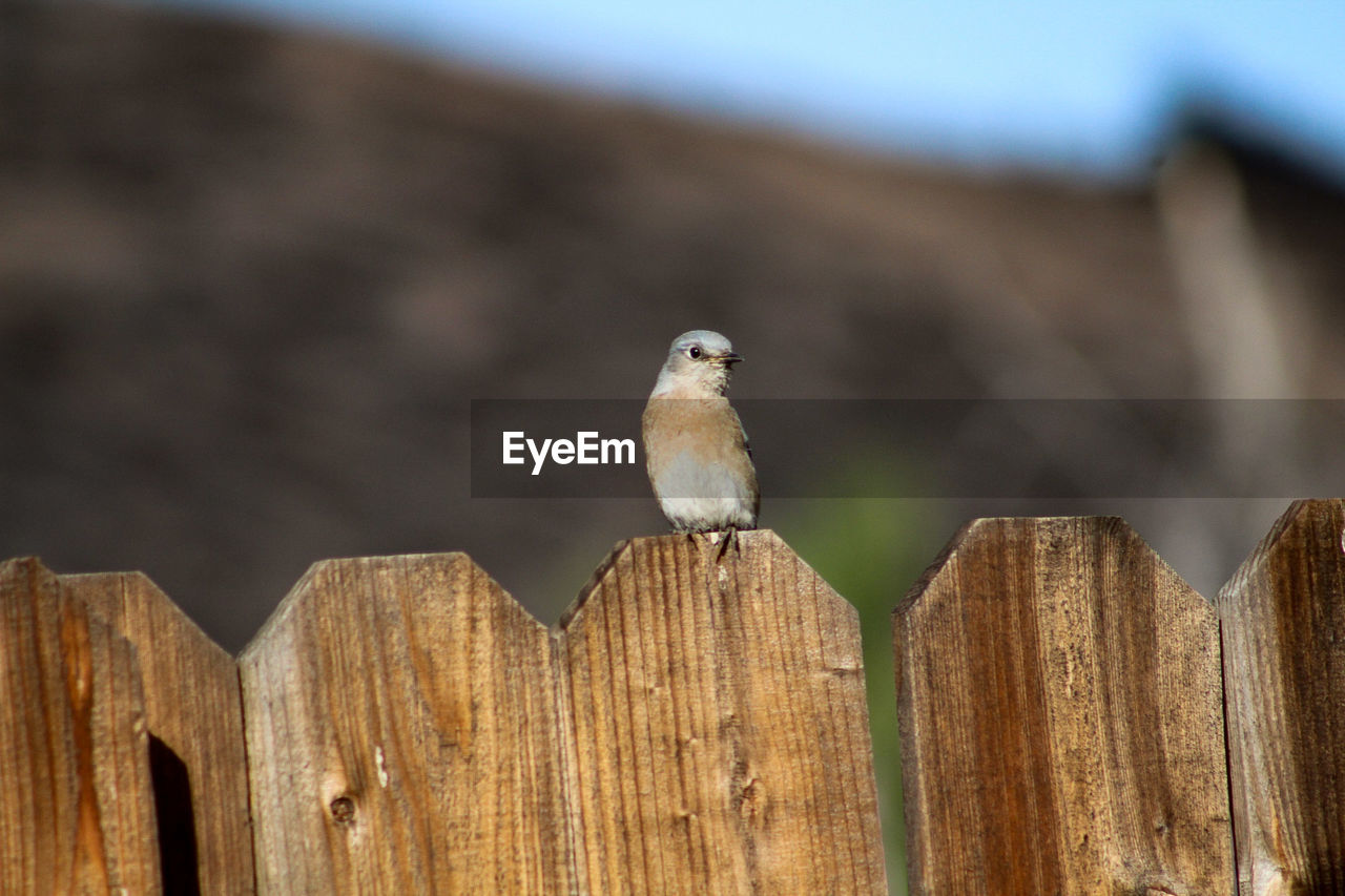 Low angle view of bird perching on wooden post