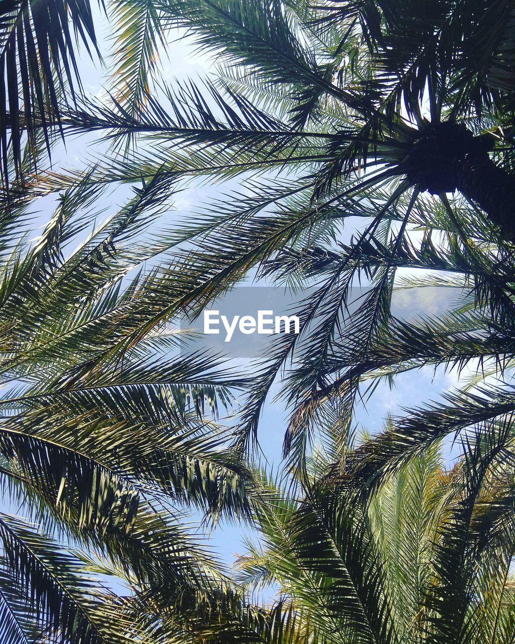 LOW ANGLE VIEW OF PALM TREE AGAINST SKY