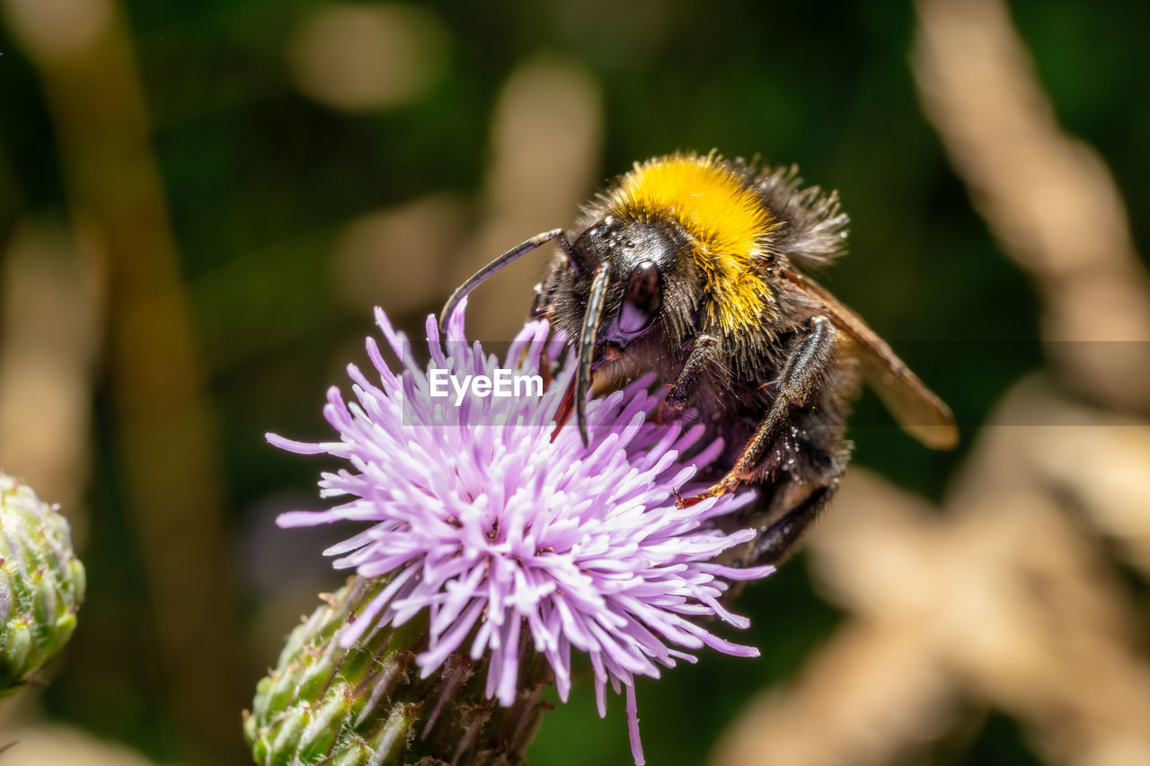 close-up of bee pollinating on flower