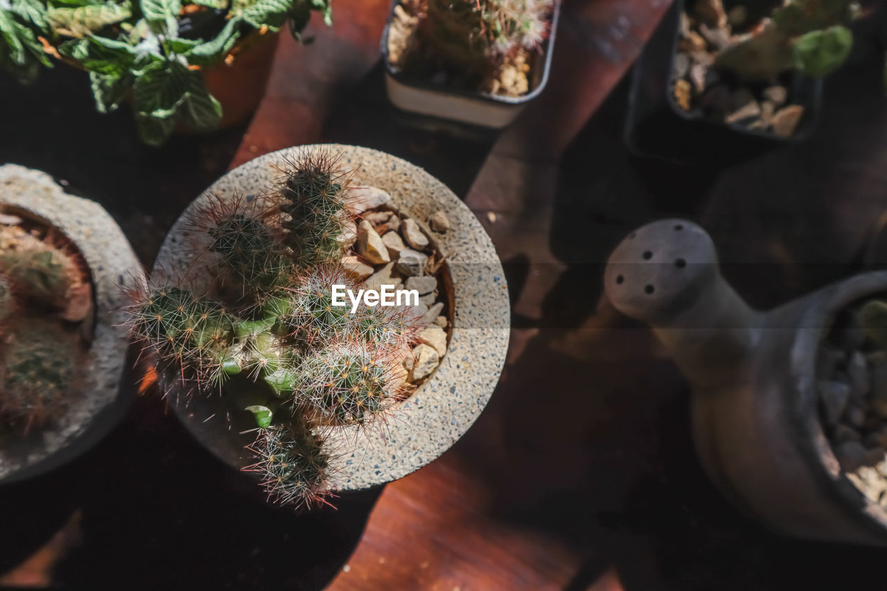 High angle view of potted plant on table