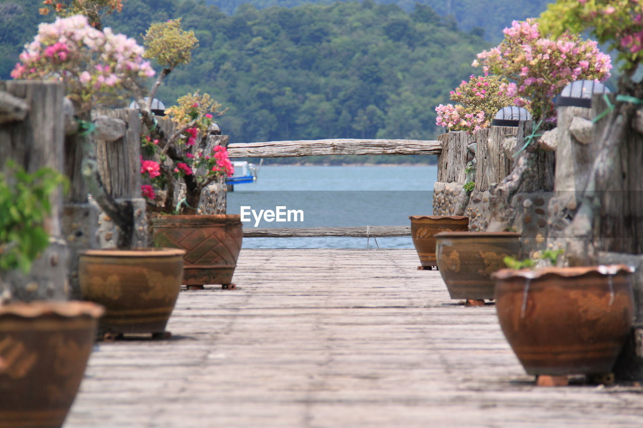 Flower plants on boardwalk