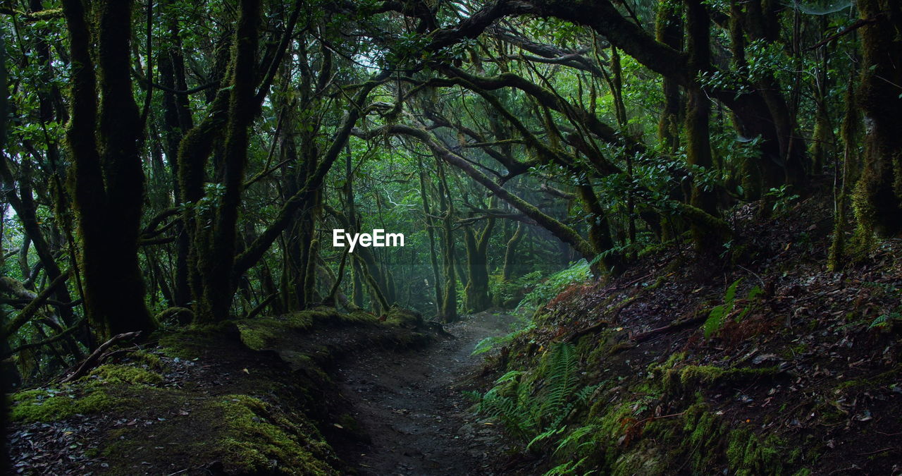 Mystic laurel tree forest with hiking trail in mist weather.