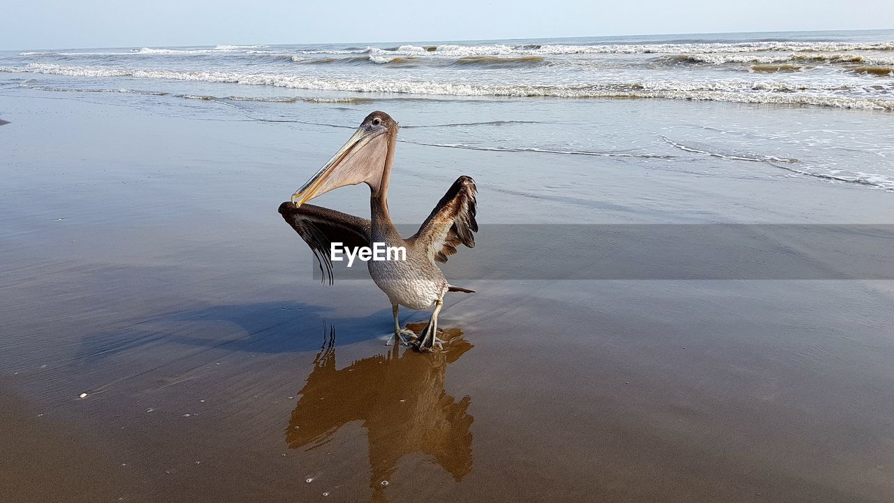 BIRD ON A BEACH