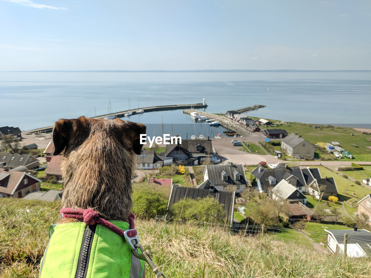 Rear view of dog looking out over village on island