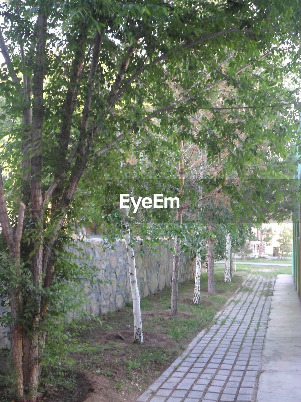 TREES GROWING IN PARK