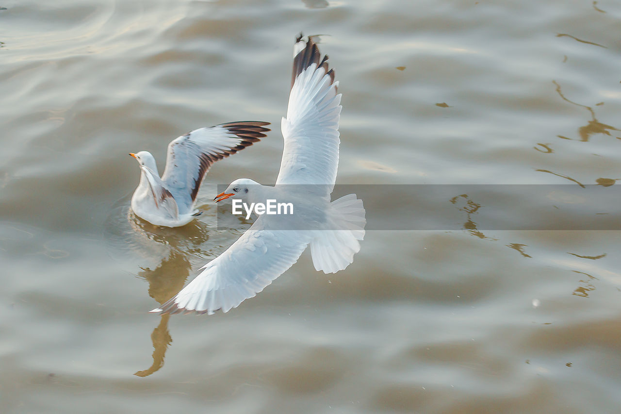 HIGH ANGLE VIEW OF SEAGULL FLYING